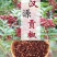 汉源小李，花椒苹果李子代办