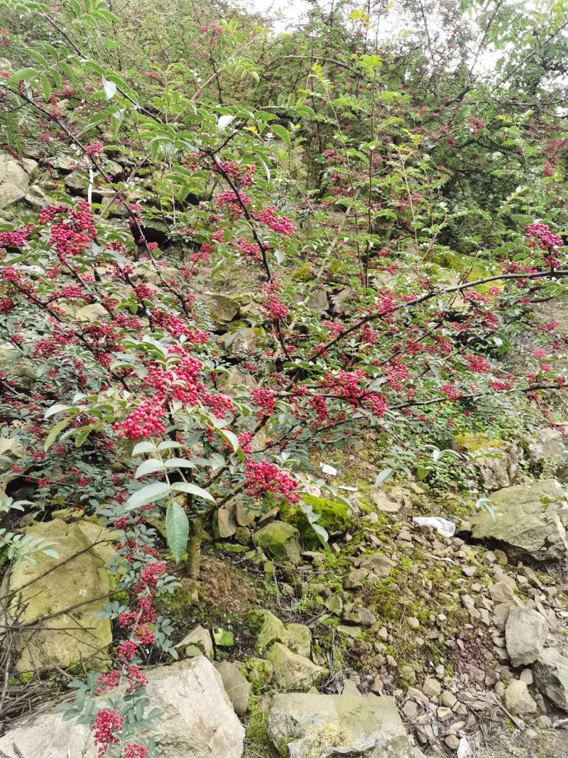 汉源小李，花椒苹果李子代办