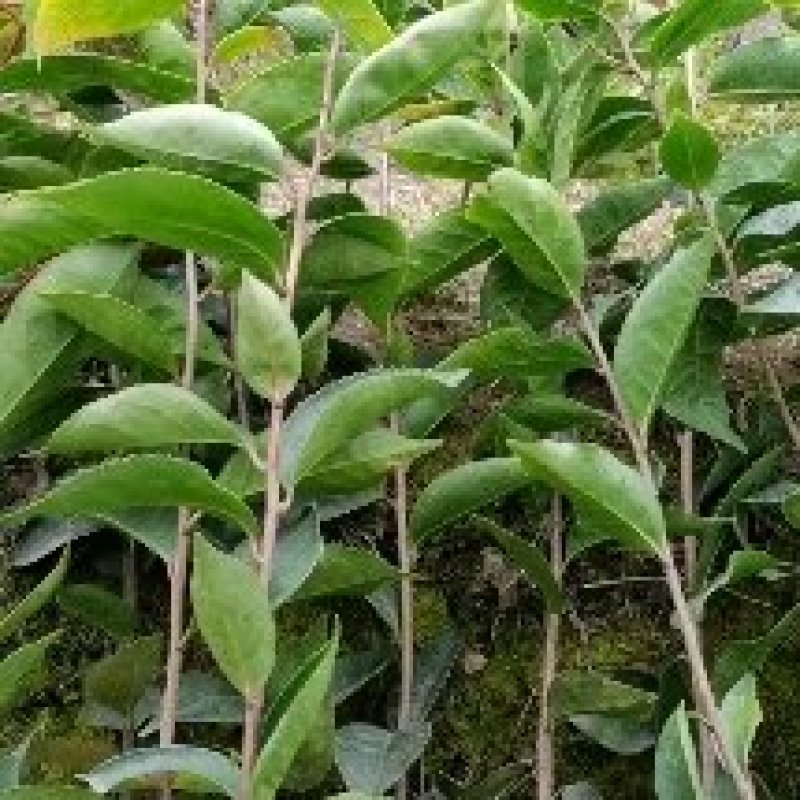 大果红花油茶苗大果红花油茶树苗红花油茶树苗