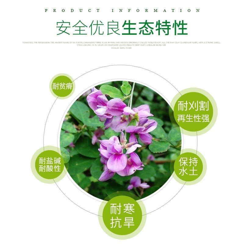 胡枝子是水土保持植物，广泛用于营造防护林