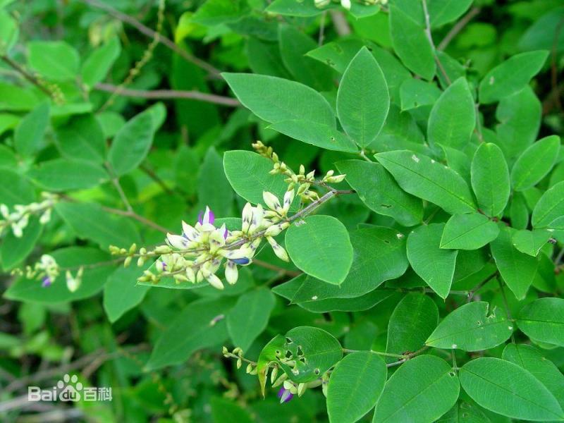 胡枝子是水土保持植物，广泛用于营造防护林