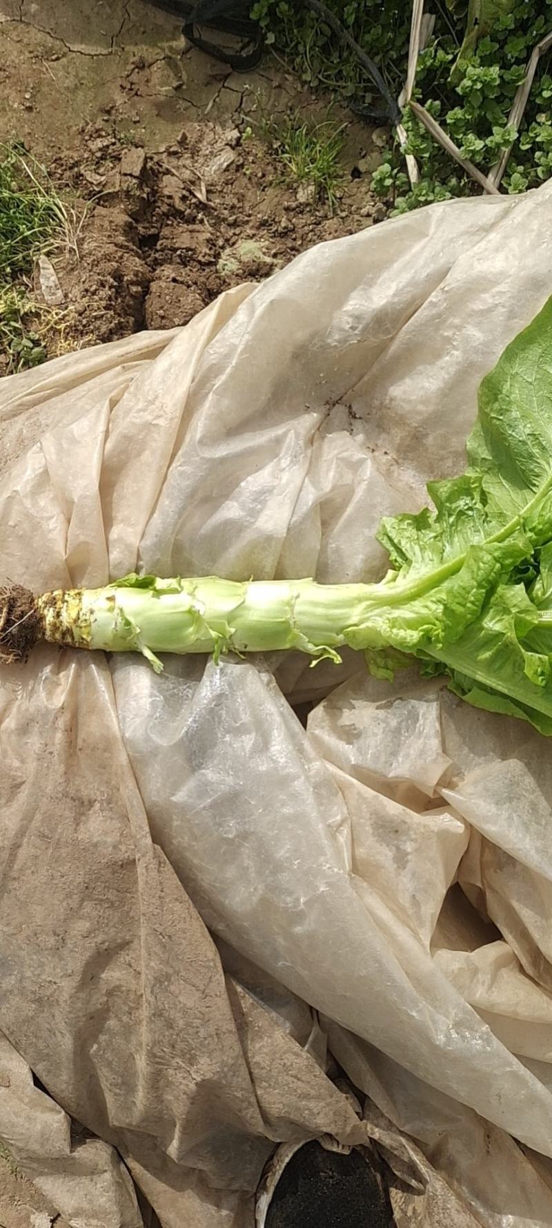 有100白笋价格优惠