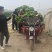 有100白笋价格优惠