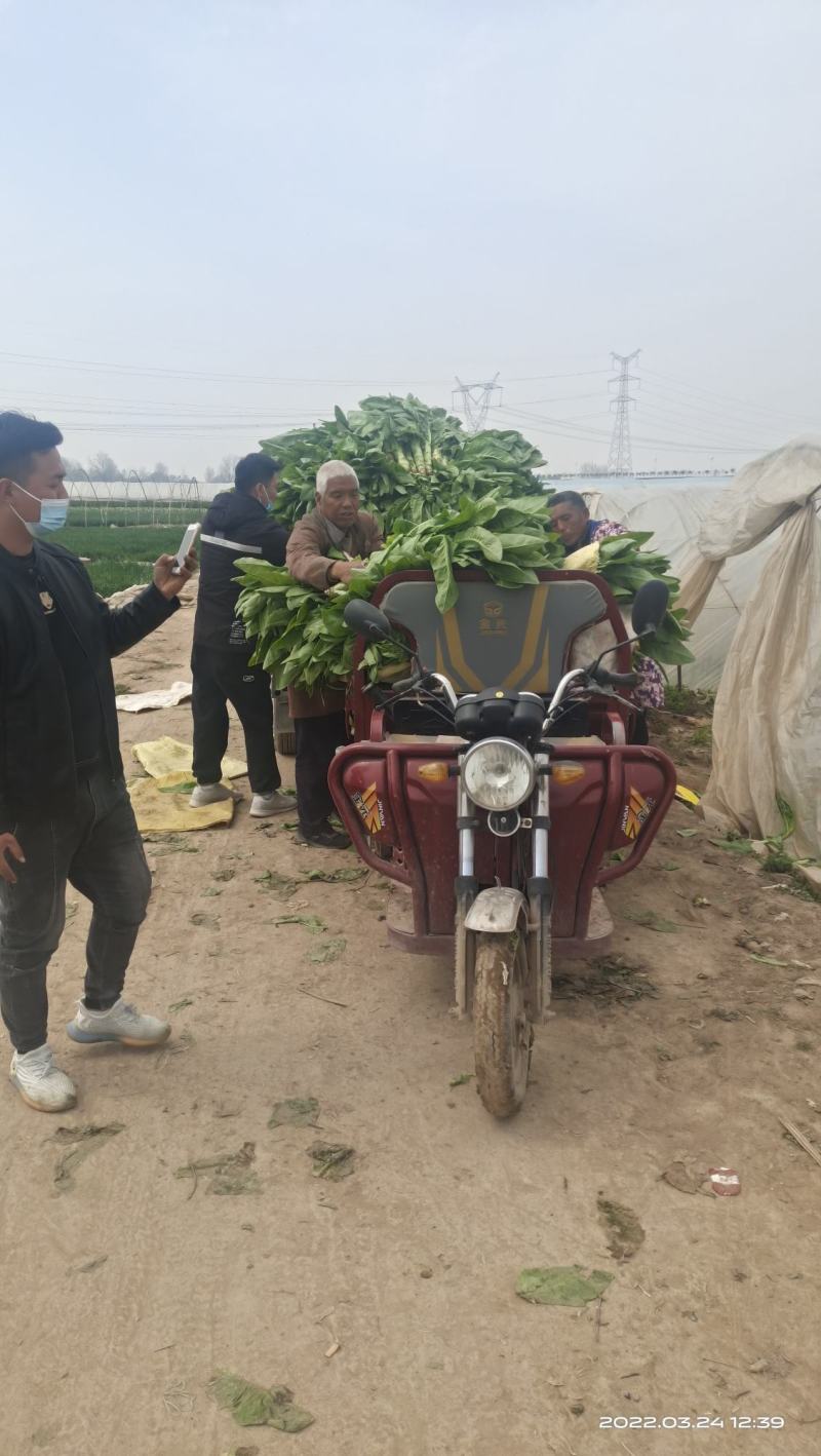 有100白笋价格优惠