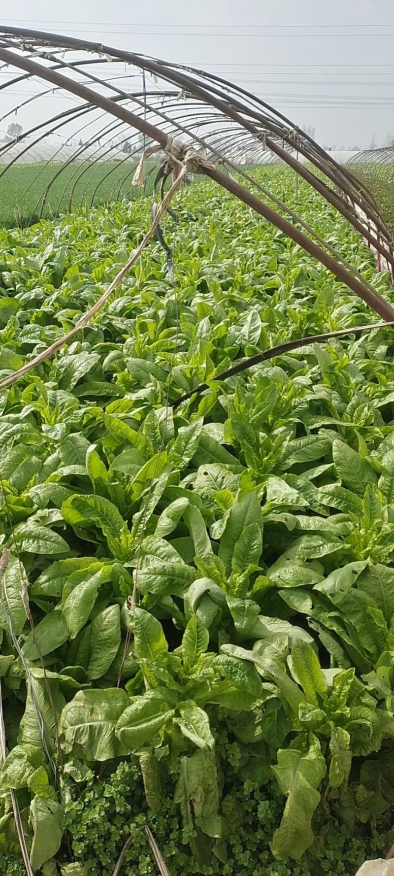 有100白笋价格优惠