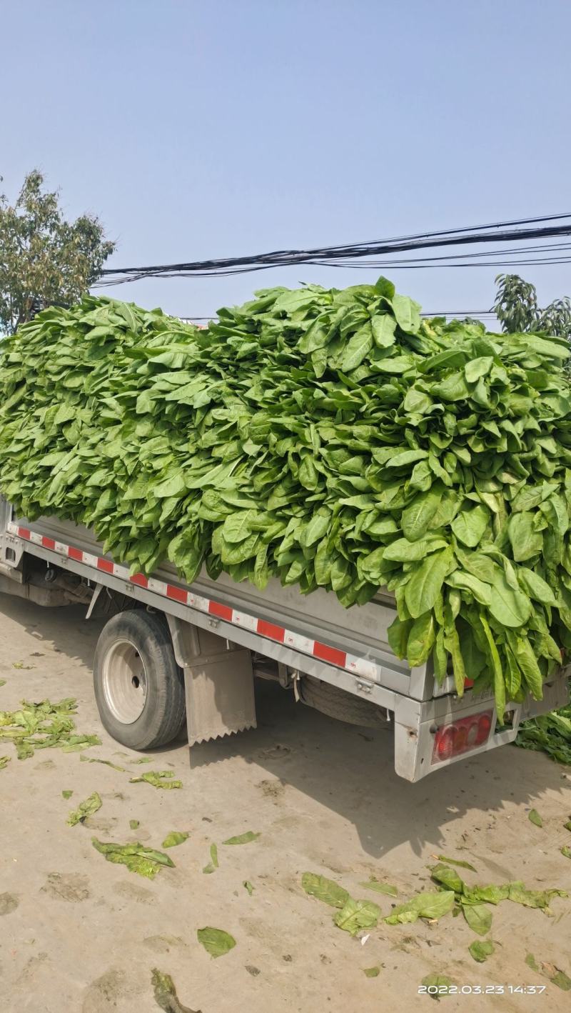有100白笋价格优惠