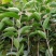 红花油茶苗大果红花油茶苗红花油茶袋苗