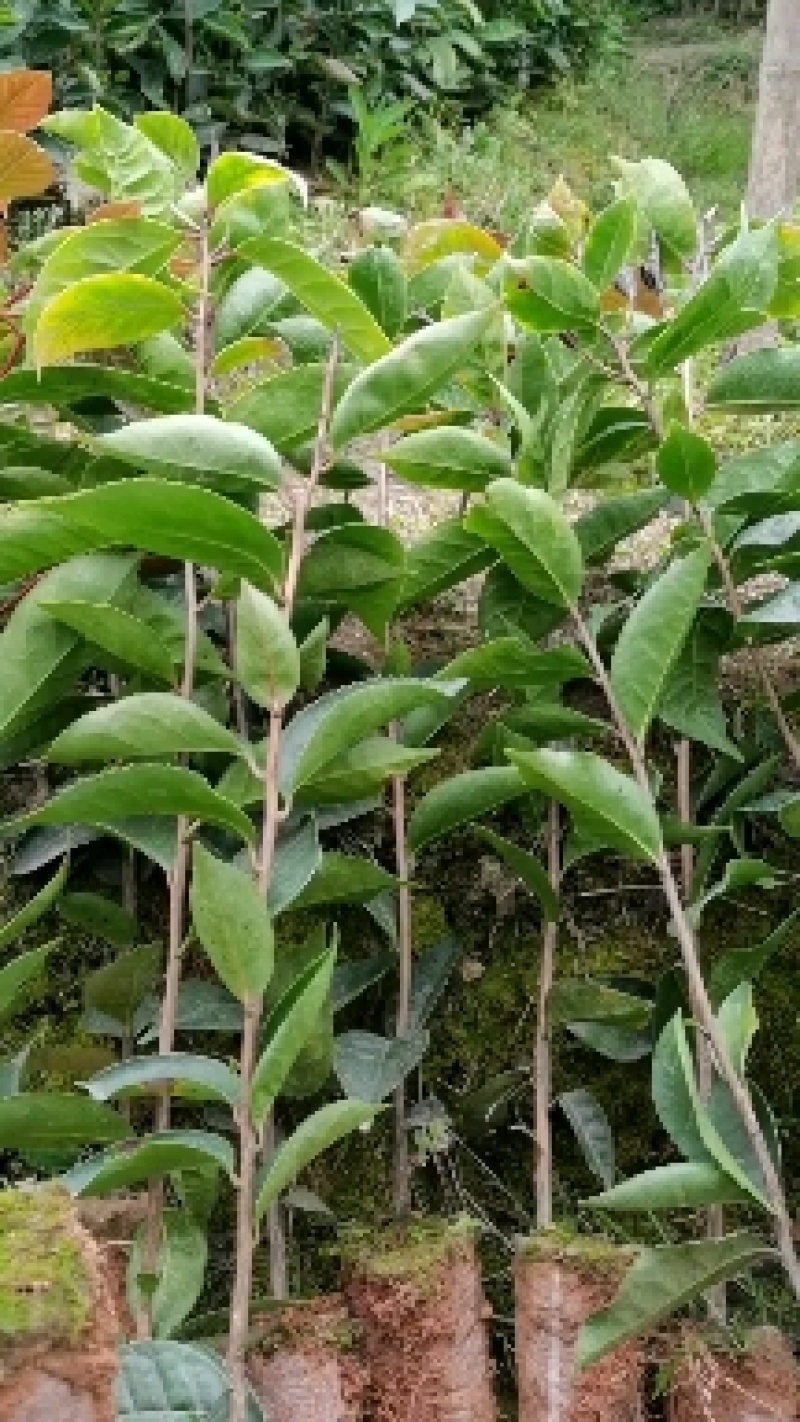 红花油茶苗大果红花油茶苗红花油茶袋苗