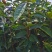 红花油茶苗大果红花油茶苗红花油茶袋苗