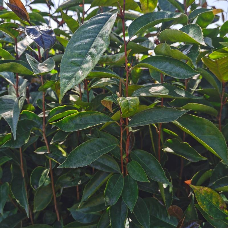 红花油茶苗大果红花油茶苗红花油茶袋苗