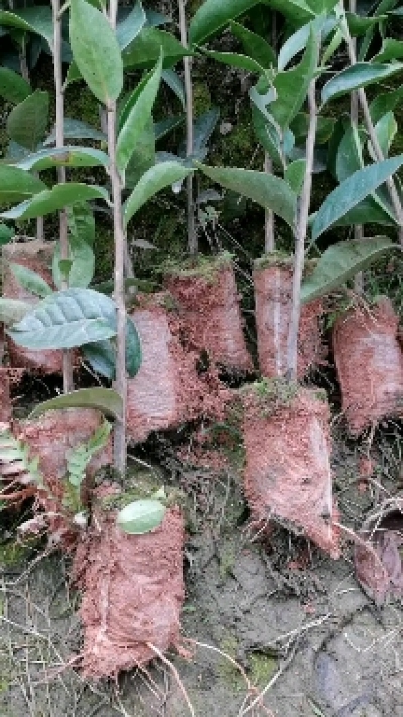 油茶苗油茶树红花油茶袋苗红花油茶树