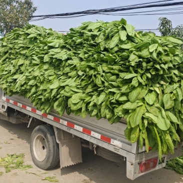 有100白笋价格优惠