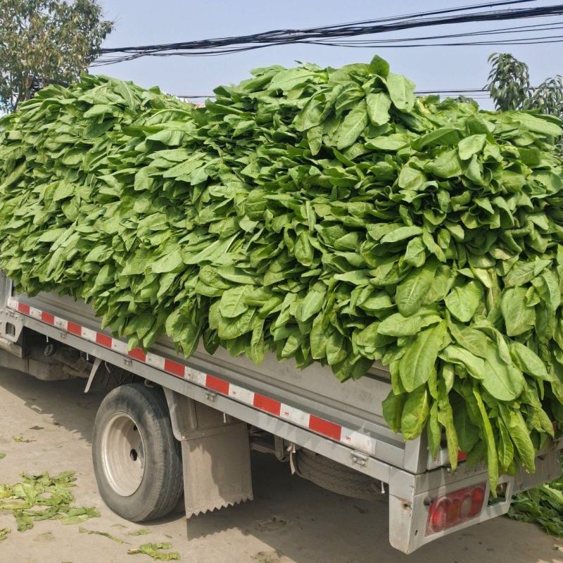 有100白笋价格优惠