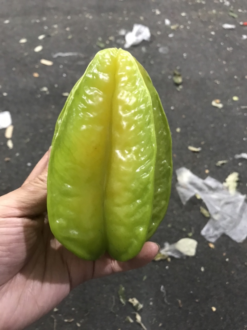 【一件代发】南靖杨桃产地果园现摘现发支持大量批发