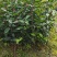 红花油茶苗大果红花油茶苗红花油茶树