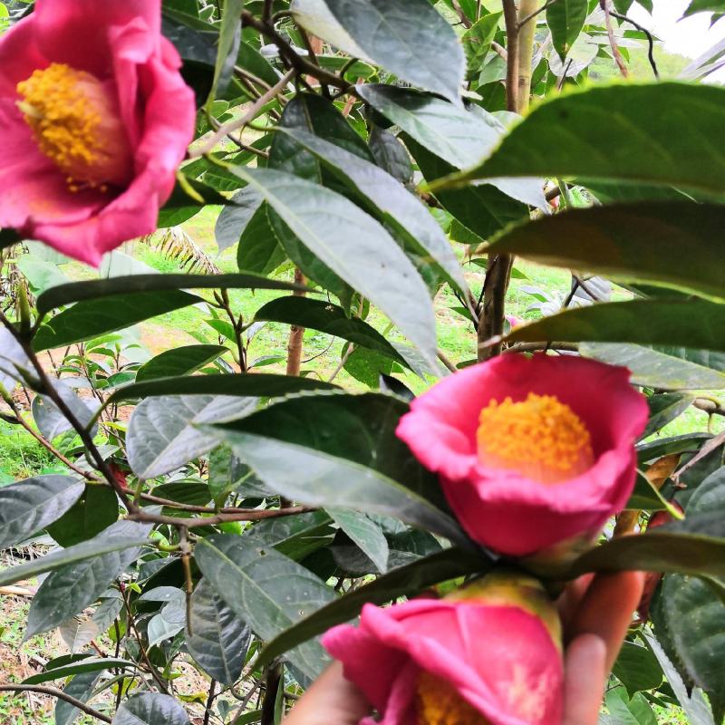 红花油茶苗红花油茶树苗红花油茶袋苗