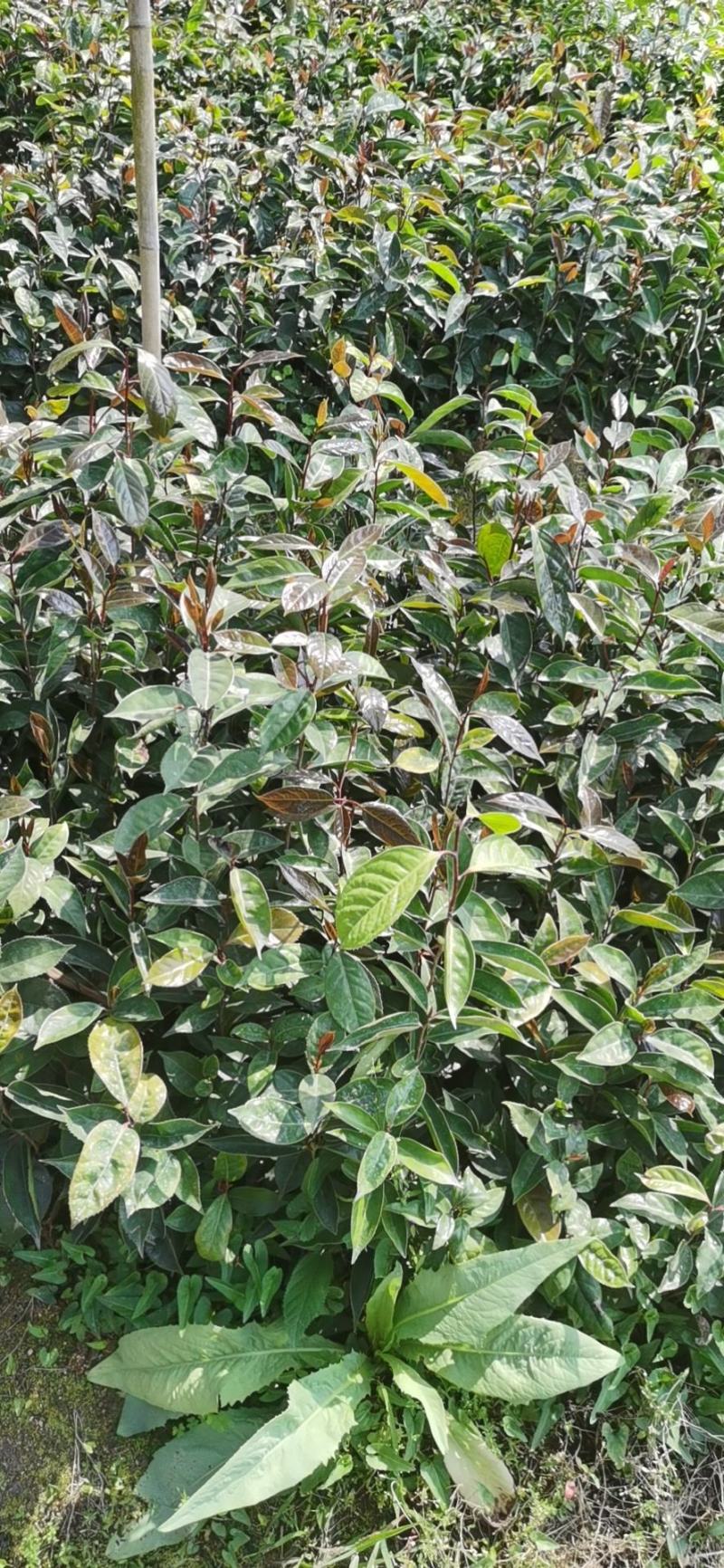 红花油茶苗红花油茶树苗红花油茶袋苗