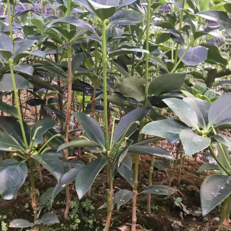 广西八角苗嫁接苗批发（东荣品种）大果头八角树苗