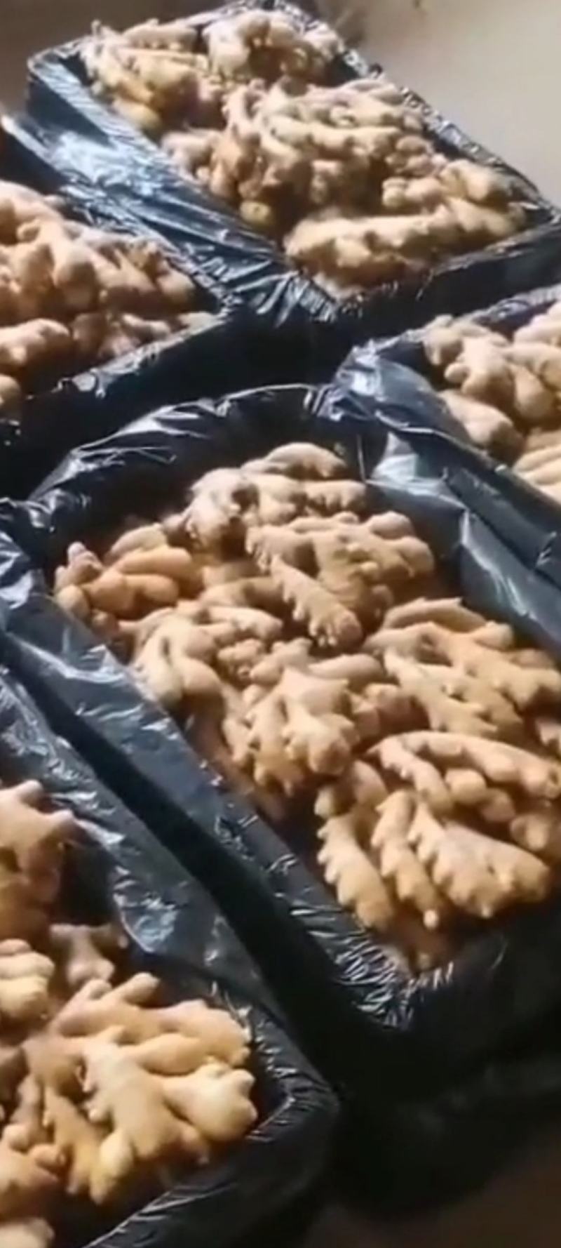 新鲜生姜