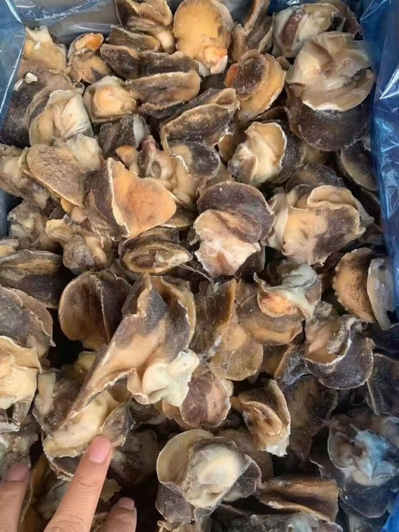 【产地直供】新鲜冷冻大香螺肉海螺头玉螺肉水产猫眼螺肉