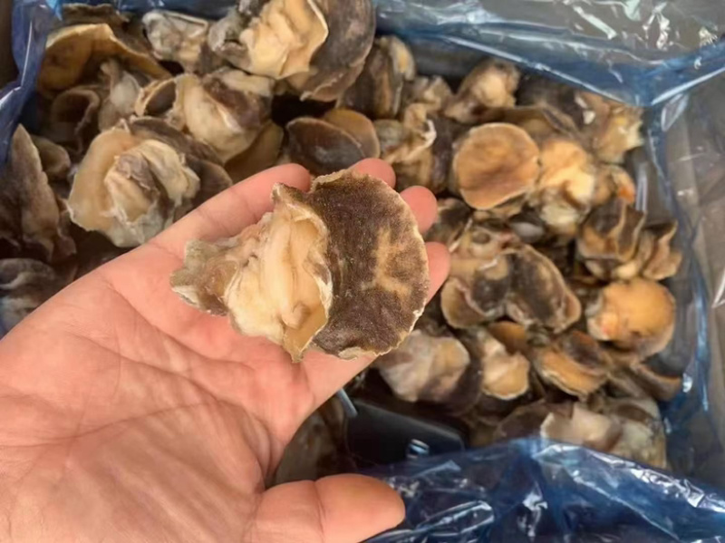 【产地直供】新鲜冷冻大香螺肉海螺头玉螺肉水产猫眼螺肉