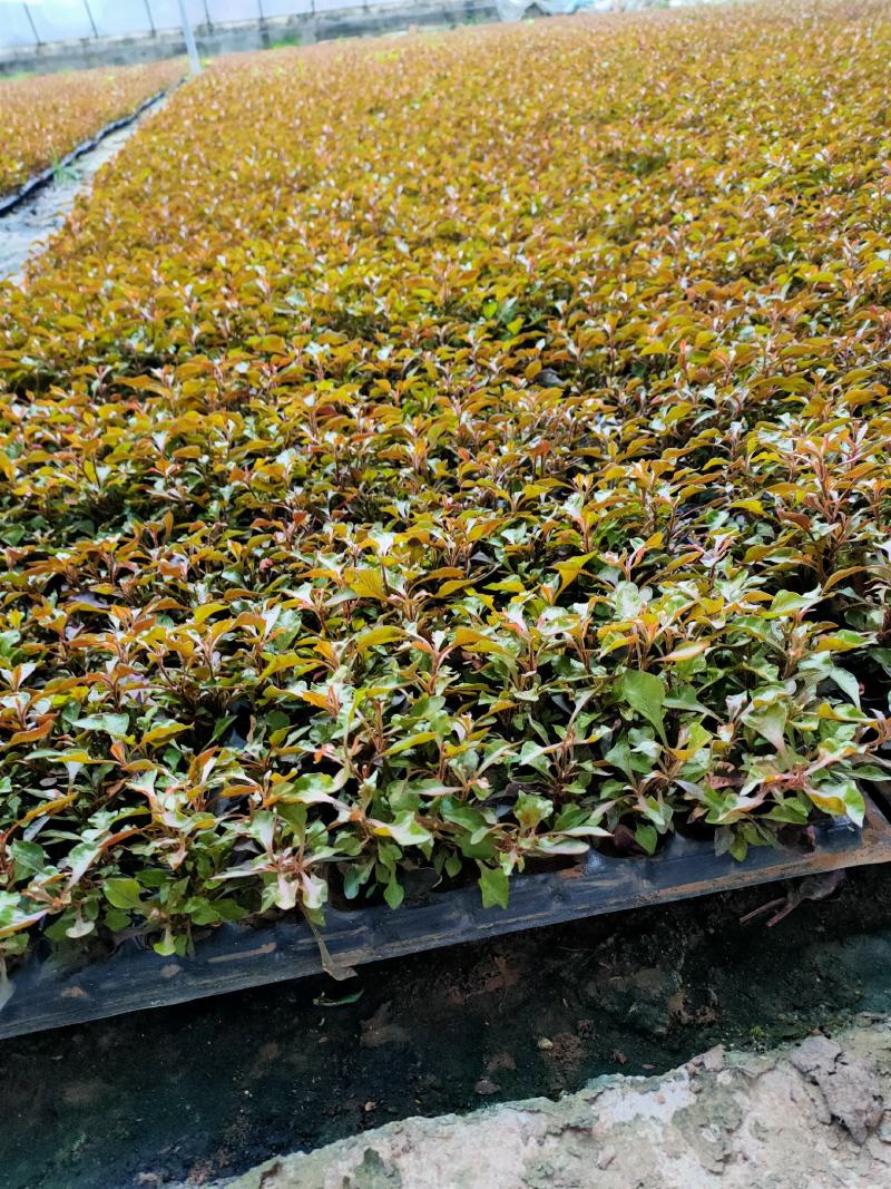 五色草。杯苗穴盘苗。山东基地常年供应优质草花