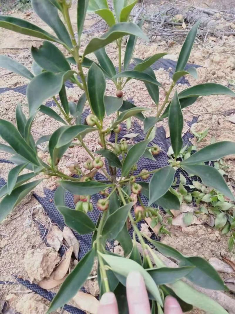 广西嫁接八角树苗茴香大料小苗大红八角苗带泥矮化南北方种植