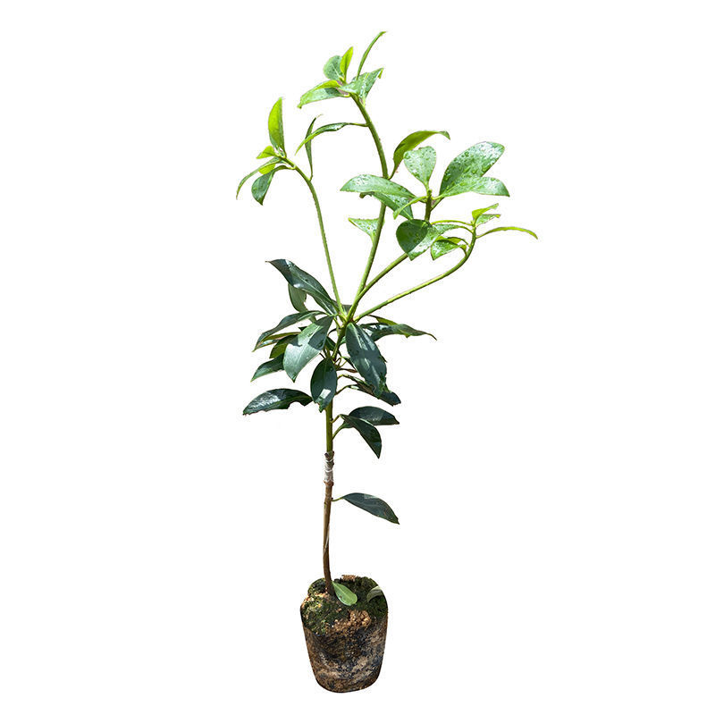 广西嫁接八角树苗茴香大料小苗大红八角苗带泥矮化南北方种植