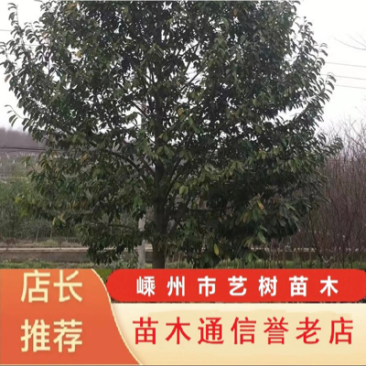 乐昌含笑胸径15公分18公分，精品。