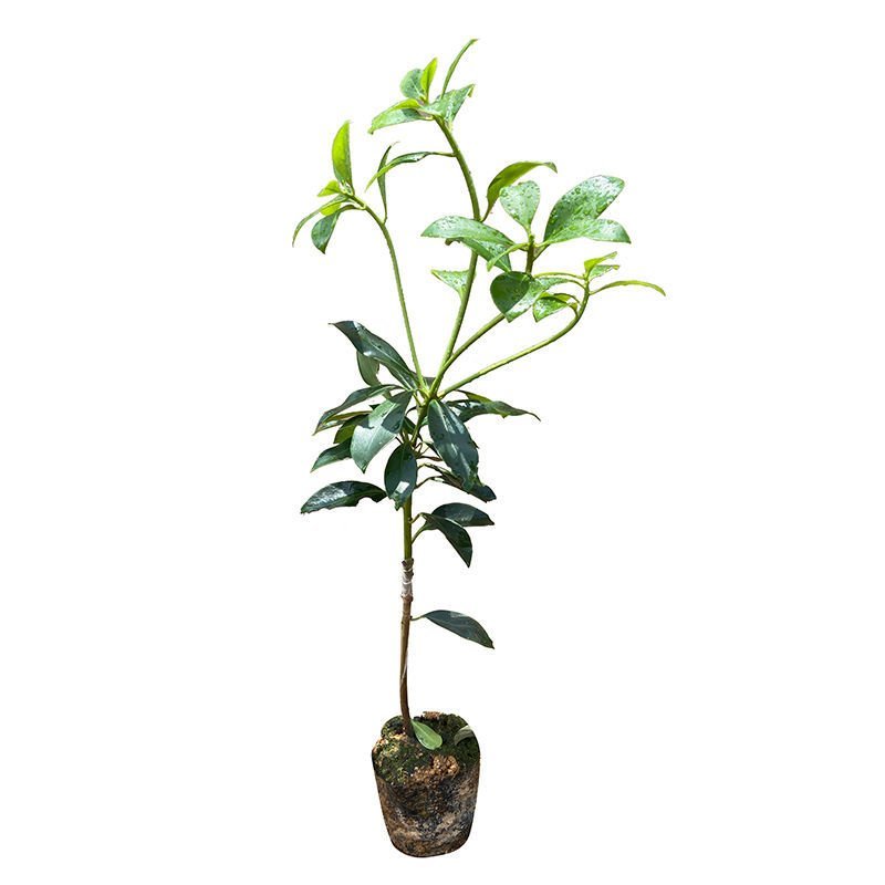 八角树树苗南北方庭院四季高产地栽种植食用茴香嫁接苗