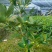 八角树树苗南北方庭院四季高产地栽种植食用茴香嫁接苗