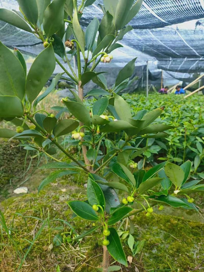 八角树树苗南北方庭院四季高产地栽种植食用茴香嫁接苗