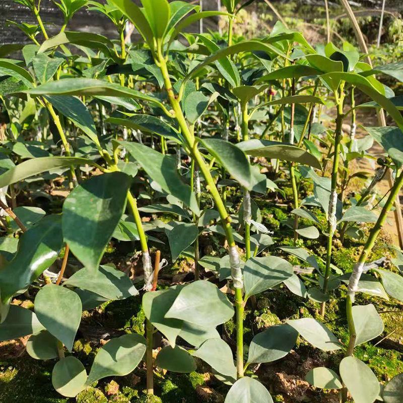八角树树苗南北方庭院四季高产地栽种植食用茴香嫁接苗