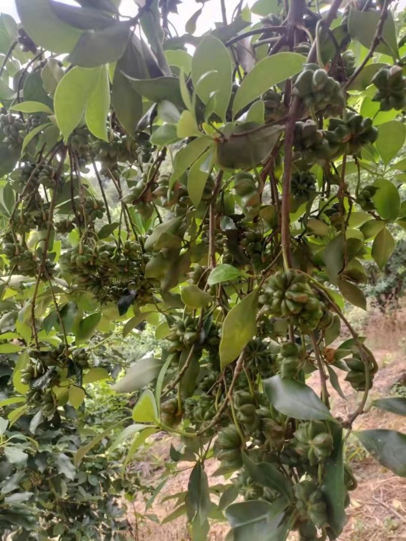 八角树树苗南北方庭院四季高产地栽种植食用茴香嫁接苗