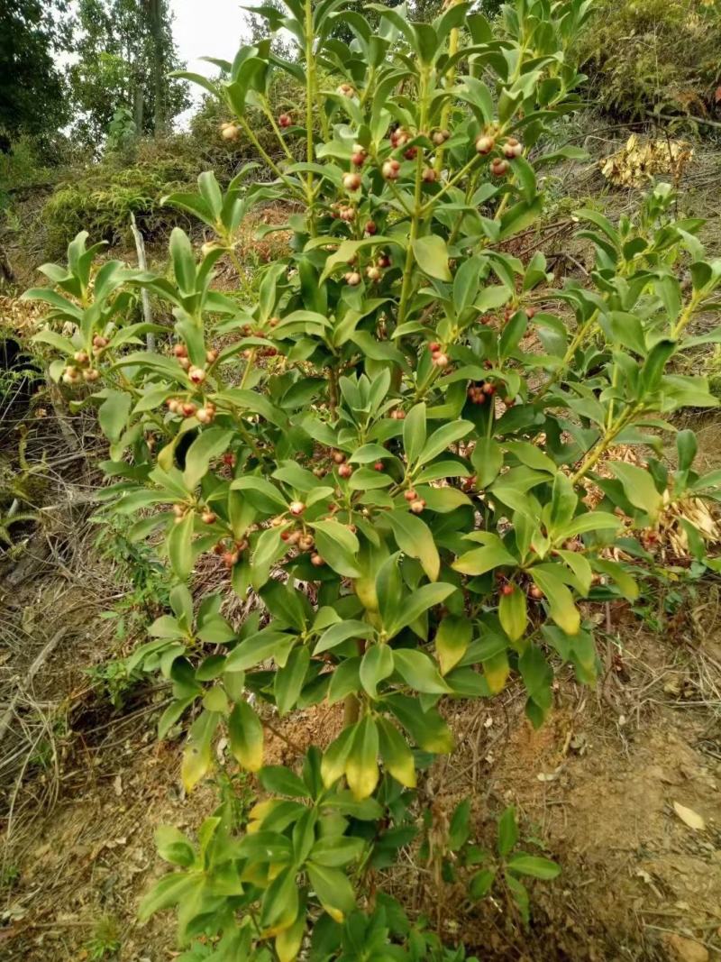 八角树树苗南北方庭院四季高产地栽种植食用茴香嫁接苗