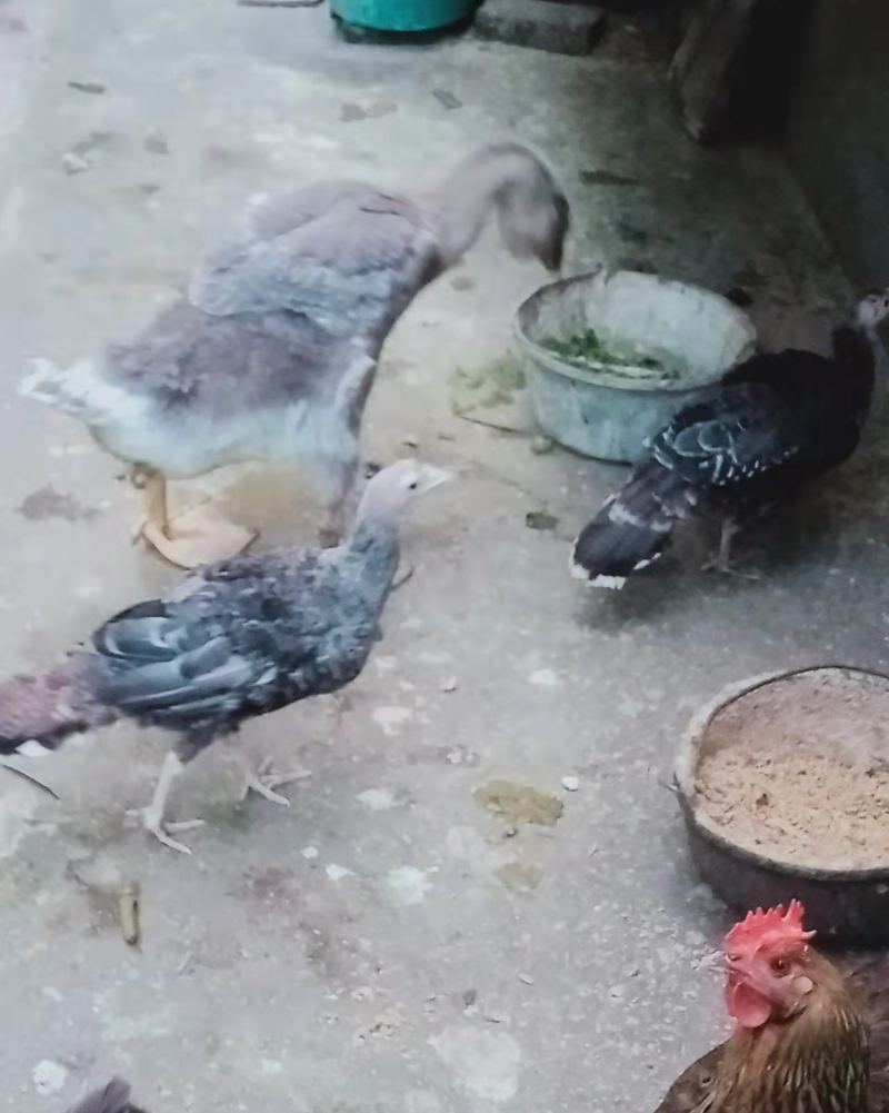 家禽