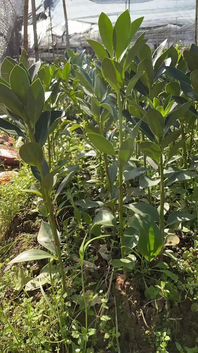 八角树树苗南北方庭院四季高产地栽种植食用茴香嫁接苗