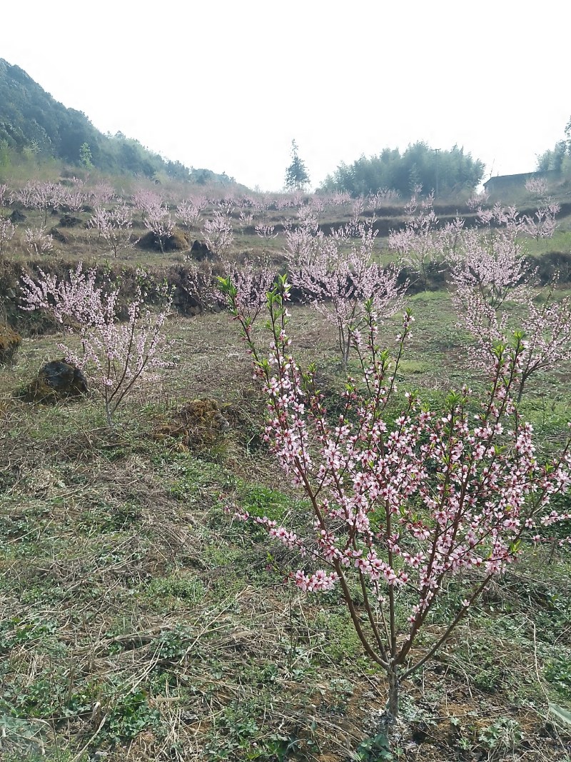 锦绣黄桃，每年六月至十月品种
