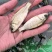广西良种杂交金背鲤鱼苗快大好养产量高，量大从优货上门！！