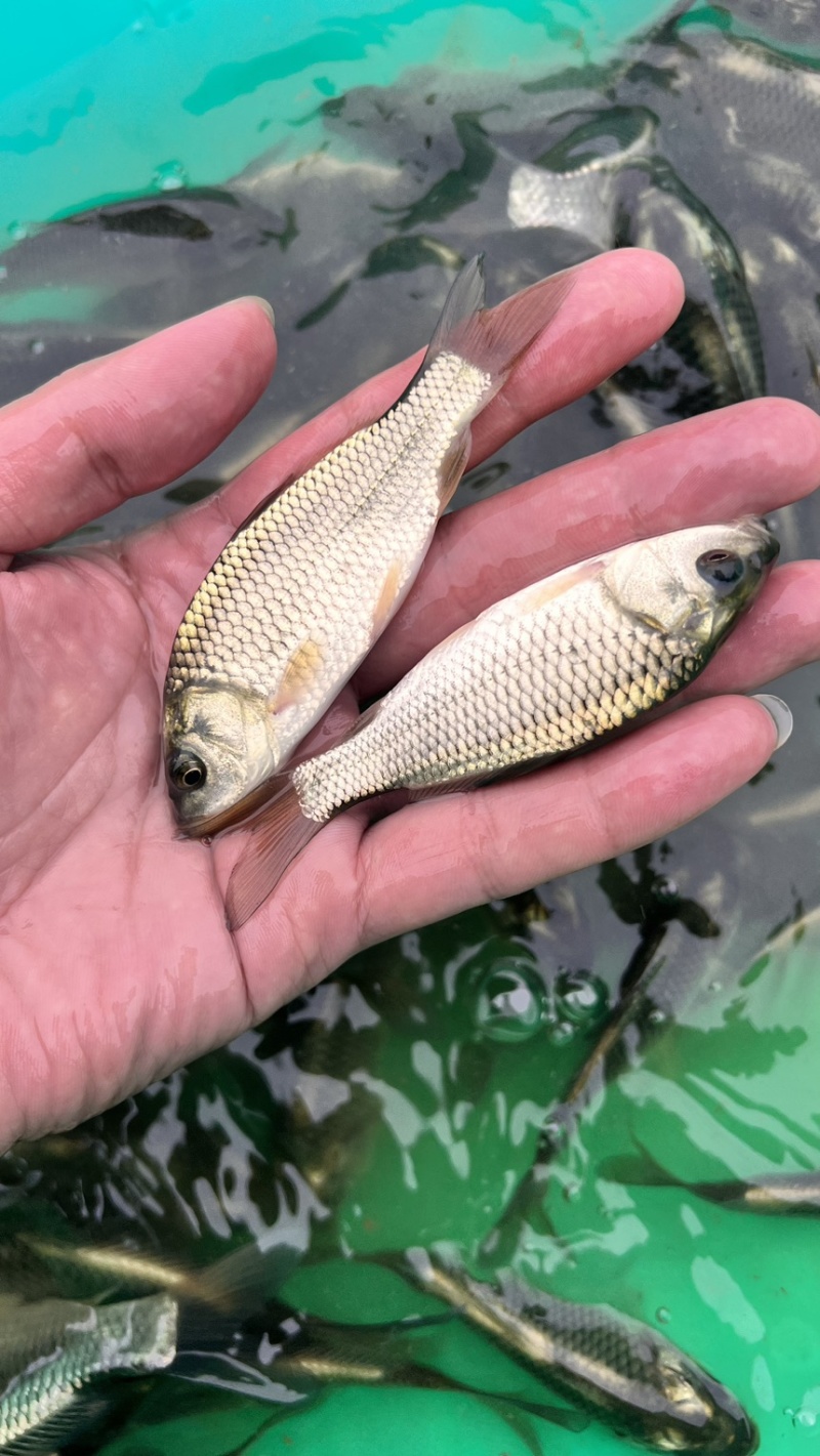 广西良种杂交金背鲤鱼苗快大好养产量高，量大从优货上门！！
