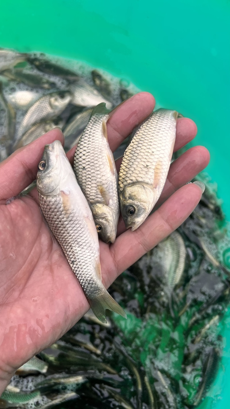广西良种杂交金背鲤鱼苗快大好养产量高，量大从优货上门！！