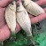 广西良种杂交金背鲤鱼苗快大好养产量高，量大从优货上门！！