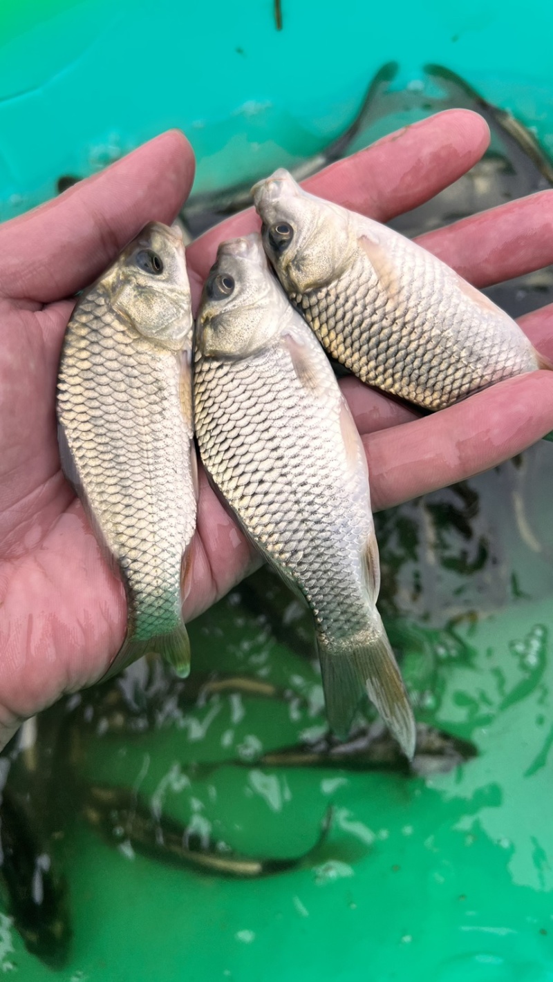 广西良种杂交金背鲤鱼苗快大好养产量高，量大从优货上门！！