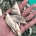 广西良种杂交金背鲤鱼苗快大好养产量高，量大从优货上门！！