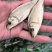 广西良种杂交金背鲤鱼苗快大好养产量高，量大从优货上门！！