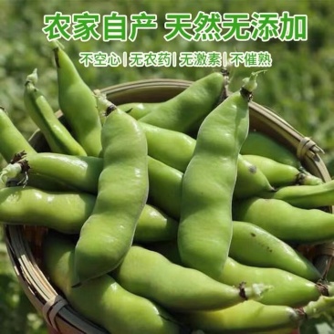 四川大白胡豆上市了大量现货每天可出货100吨