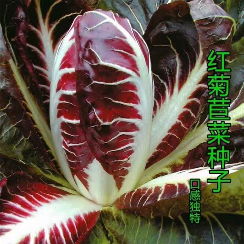 红菊苣种子结球菊苣种子特色蔬菜种子高端菊苣春夏秋季庭院种