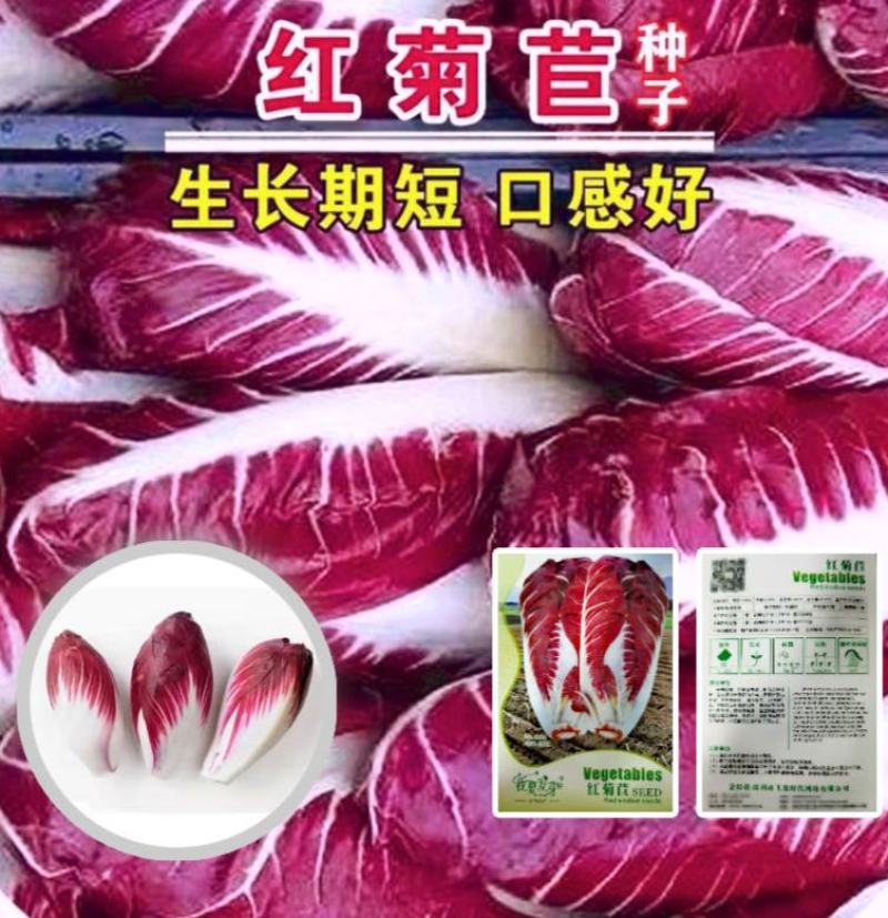 红菊苣种子结球菊苣种子特色蔬菜种子高端菊苣春夏秋季庭院种