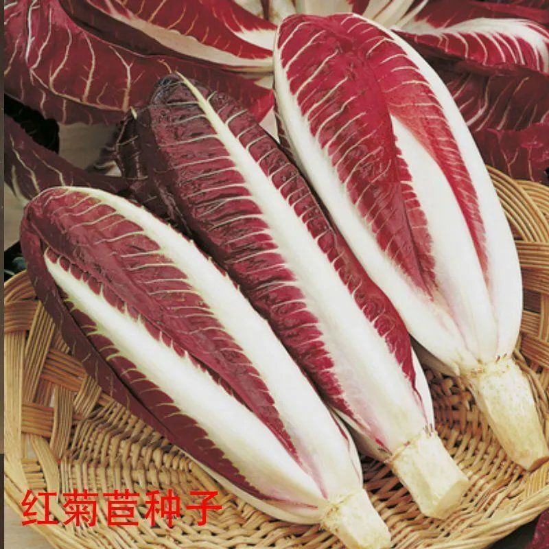 红菊苣种子结球菊苣种子特色蔬菜种子高端菊苣春夏秋季庭院种