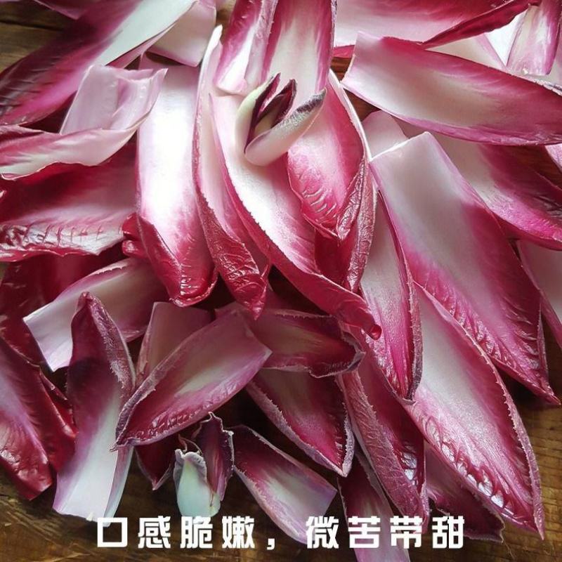 红菊苣种子结球菊苣种子特色蔬菜种子高端菊苣春夏秋季庭院种